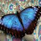 Illustration for article titled Colombian Company Uses Butterflies To Change Women's Lives